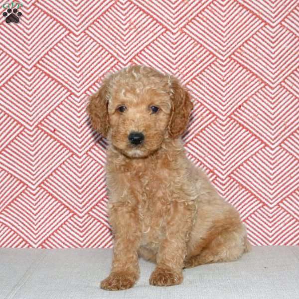 Andy, Mini Goldendoodle Puppy