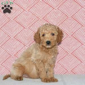 Andy, Mini Goldendoodle Puppy