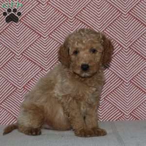 Andy, Mini Goldendoodle Puppy