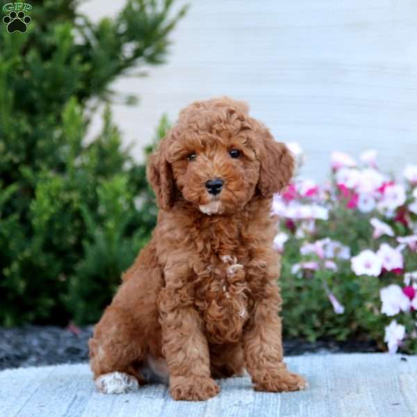 Andy, Toy Poodle Puppy