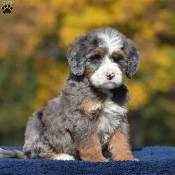 Andy, Mini Bernedoodle Puppy