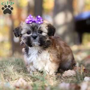 Angie, Lhasa Apso Puppy