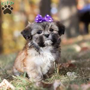 Angie, Lhasa Apso Puppy