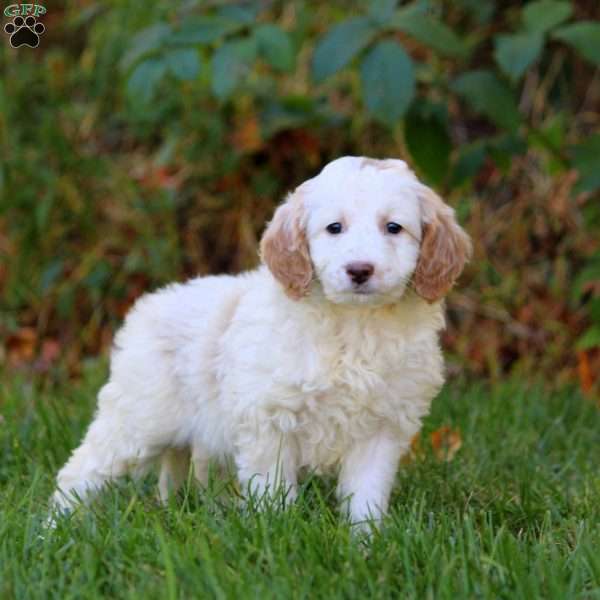 Angie, Mini Goldendoodle Puppy