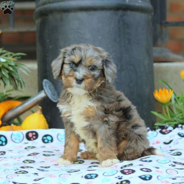 Angie, Bernedoodle Puppy