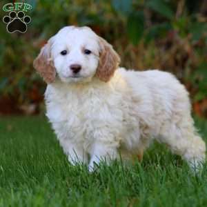 Angie, Mini Goldendoodle Puppy