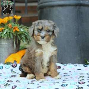 Angie, Bernedoodle Puppy