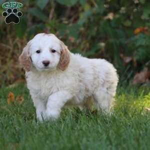 Angie, Mini Goldendoodle Puppy