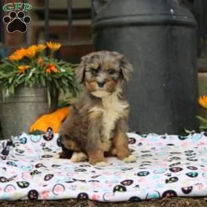 Angie, Bernedoodle Puppy