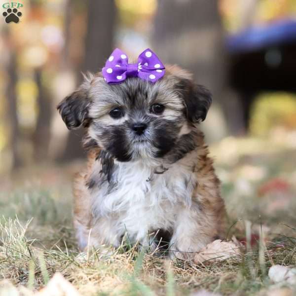 Angie, Lhasa Apso Puppy