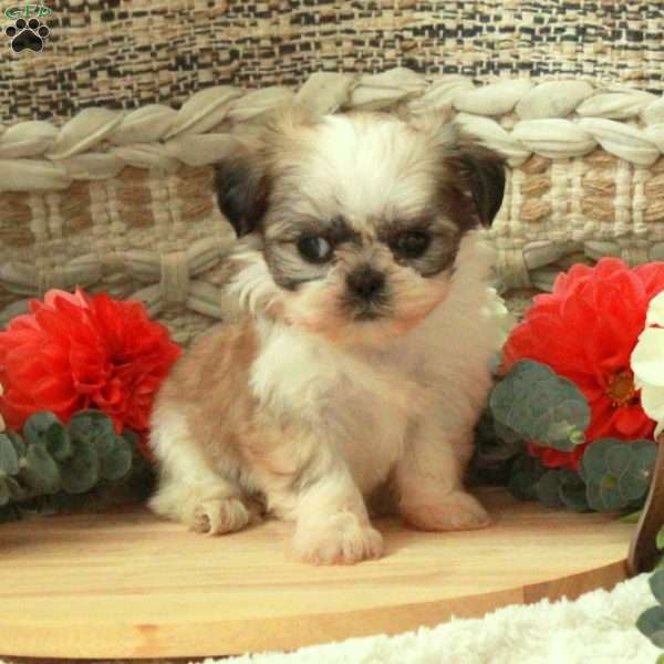 Anita, Shih Tzu Puppy