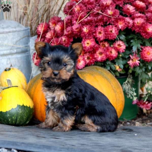 Anita, Yorkie Puppy