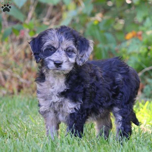 Anna, Mini Goldendoodle Puppy