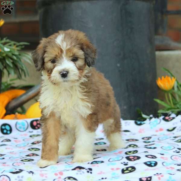 Anna, Bernedoodle Puppy