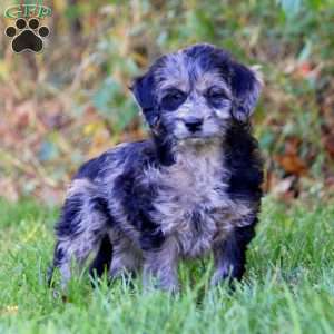 Anna, Mini Goldendoodle Puppy