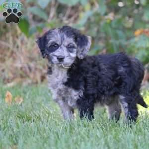 Anna, Mini Goldendoodle Puppy