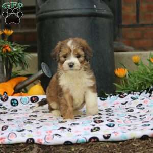 Anna, Bernedoodle Puppy