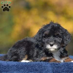 Anne, Mini Bernedoodle Puppy