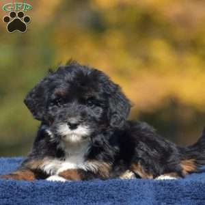 Anne, Mini Bernedoodle Puppy