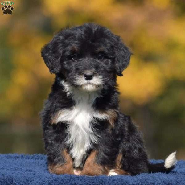 Anne, Mini Bernedoodle Puppy