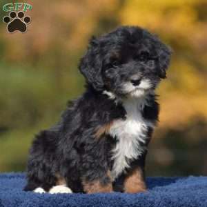 Anne, Mini Bernedoodle Puppy