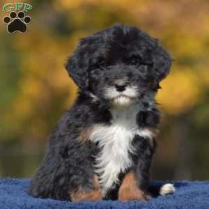 Anne, Mini Bernedoodle Puppy