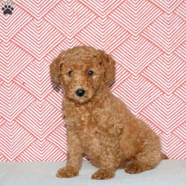 Annie, Mini Goldendoodle Puppy