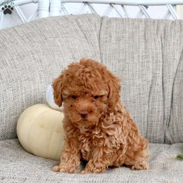 Annie, Miniature Poodle Puppy