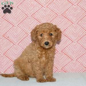 Annie, Mini Goldendoodle Puppy