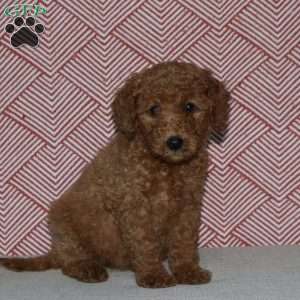 Annie, Mini Goldendoodle Puppy