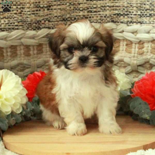 Anthony, Shih Tzu Puppy