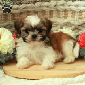 Anthony, Shih Tzu Puppy