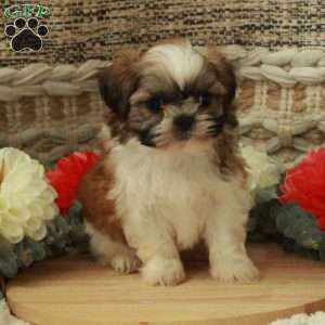 Anthony, Shih Tzu Puppy