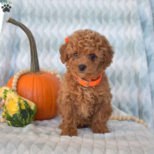 Apple, Toy Poodle Puppy