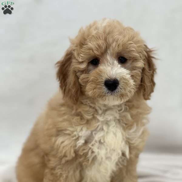 Apple, Mini Goldendoodle Puppy