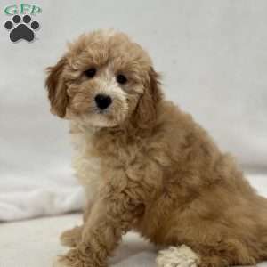 Apple, Mini Goldendoodle Puppy