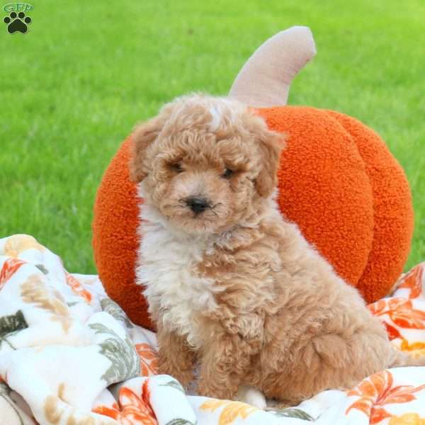 Apples, Miniature Poodle Puppy