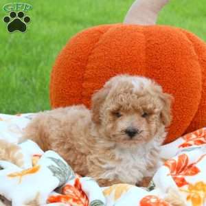 Apples, Miniature Poodle Puppy