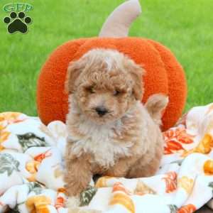 Apples, Miniature Poodle Puppy