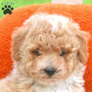 Apples, Miniature Poodle Puppy