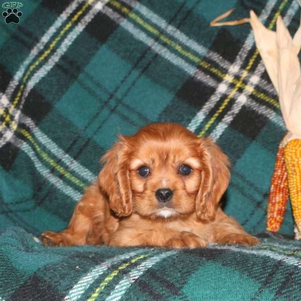 Archie, Cavalier King Charles Spaniel Puppy