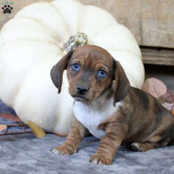 Archie-Mini, Dachshund Puppy