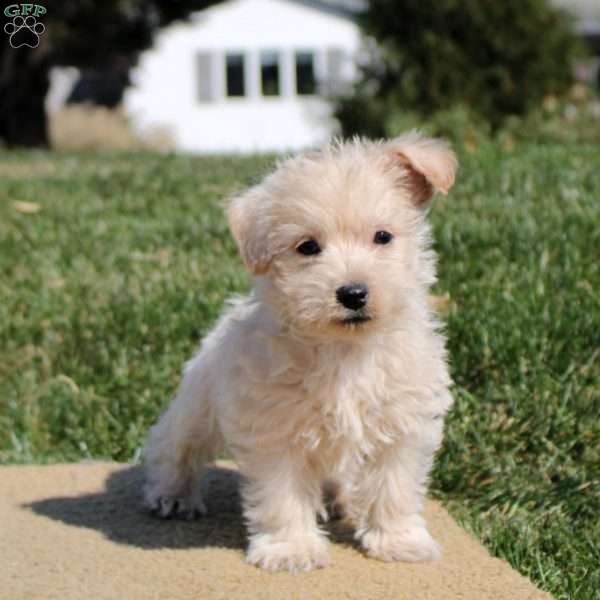 Archie, Westiepoo Puppy