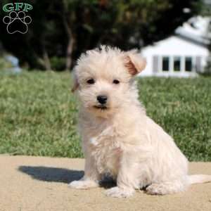 Archie, Westiepoo Puppy