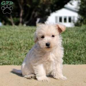 Archie, Westiepoo Puppy