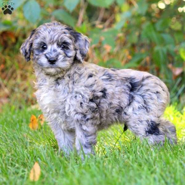 Aria, Mini Goldendoodle Puppy