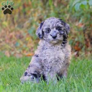 Aria, Mini Goldendoodle Puppy