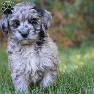 Aria, Mini Goldendoodle Puppy