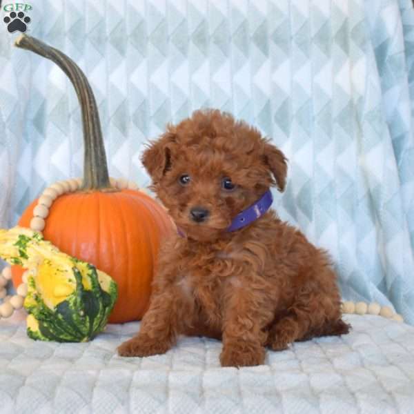 Ariel, Toy Poodle Puppy