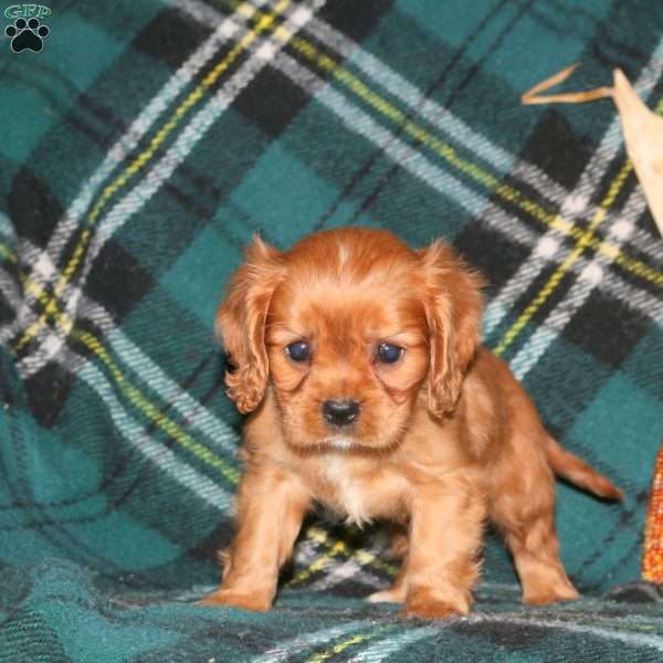 Arlo, Cavalier King Charles Spaniel Puppy